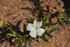 Pachypodium saundersii