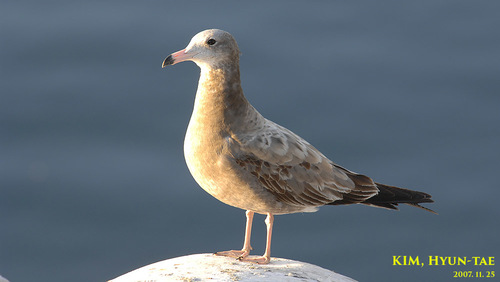 Black-tailed Gull