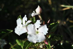 Pachypodium saundersii