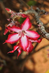 Adenium multiflorum
