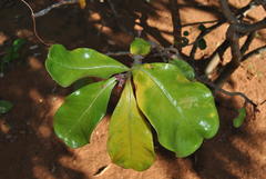 Adenium multiflorum