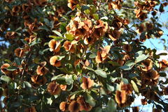 Combretum hereroense hereroense