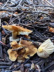 Cystoderma carcharias