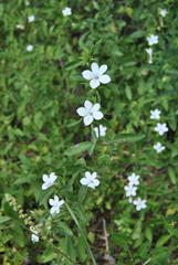 Barleria elegans