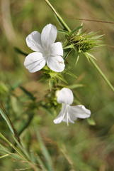 Barleria elegans