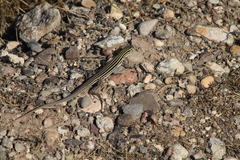 Aspidoscelis exsanguis