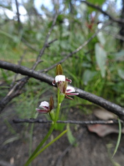 Prasophyllum brevilabre