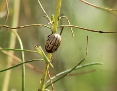 Leptinotarsa lineolata
