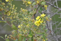 Sphedamnocarpus pruriens pruriens