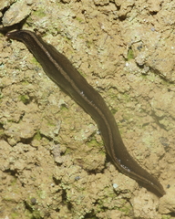 Australopacifica jacksoniana