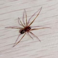 Steatoda triangulosa