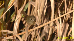 Horornis diphone cantans