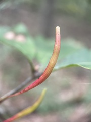 Callirhytis gallaestriatae