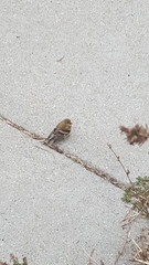 Spinus tristis