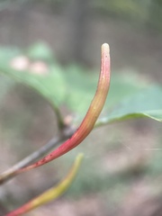 Callirhytis gallaestriatae