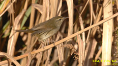 Horornis diphone cantans