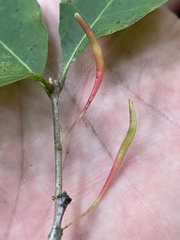 Callirhytis gallaestriatae