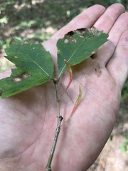 Callirhytis gallaestriatae