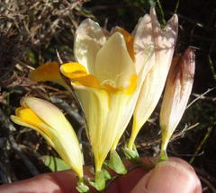 Freesia fergusoniae