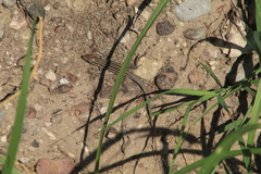 Aspidoscelis exsanguis