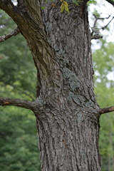 Gymnocladus dioicus
