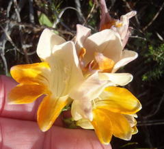 Freesia fergusoniae