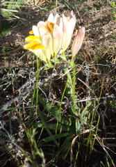 Freesia fergusoniae