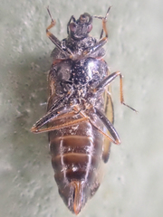 Anthocoris tomentosus