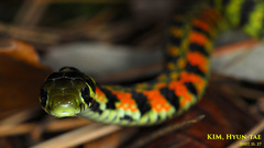 Rhabdophis tigrinus