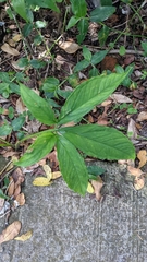 Xanthosoma wendlandii