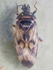 Anthocoris tomentosus