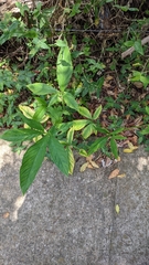 Xanthosoma wendlandii