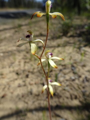 Caladenia testacea