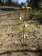 Caladenia testacea