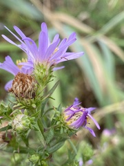 Symphyotrichum novi-belgii novi-belgii