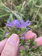 Symphyotrichum novi-belgii novi-belgii