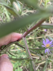 Symphyotrichum novi-belgii novi-belgii