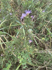 Symphyotrichum novi-belgii novi-belgii