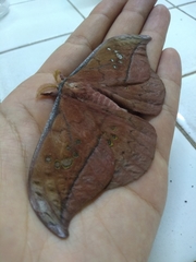 Copaxa multifenestrata