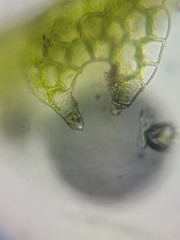 Fuscocephaloziopsis lunulifolia