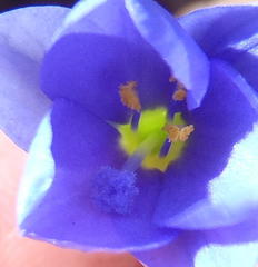 Aristea pusilla