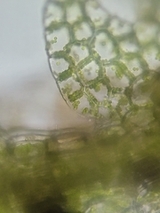 Fuscocephaloziopsis lunulifolia