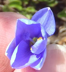 Aristea pusilla
