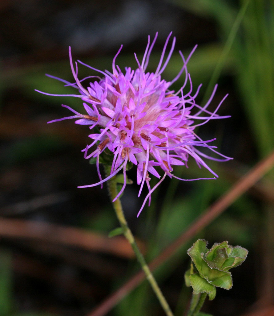 Carphephorus bellidifolius