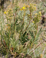 Potentilla jepsonii