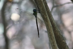 Triacanthagyna caribbea