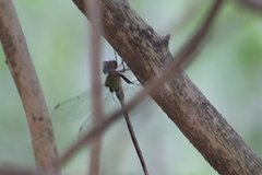 Triacanthagyna caribbea