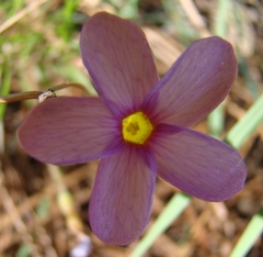 Oxalis polyphylla polyphylla