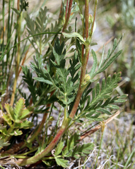 Potentilla jepsonii