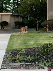 Odocoileus virginianus